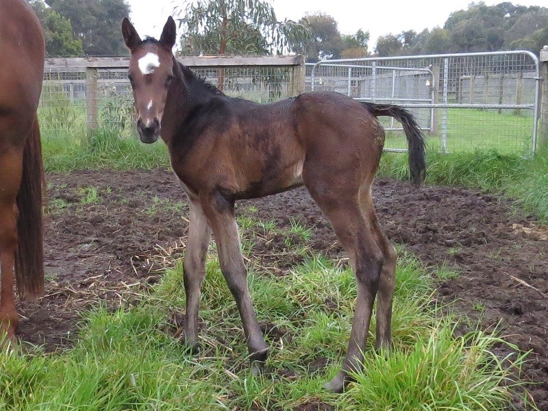 094 Rubyone x Tosen Stardom bf 10-18 5d